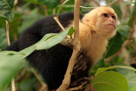 Roatan Jungle Top Wildlife Guided Eco-Park Tour