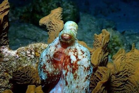 Roatan Night Snorkel Adventure