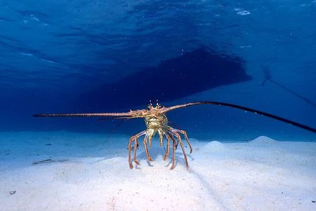 1 Stop Snorkel Adventure with Beach Break