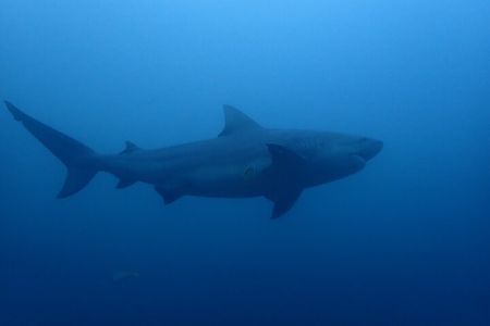 Bull shark experience