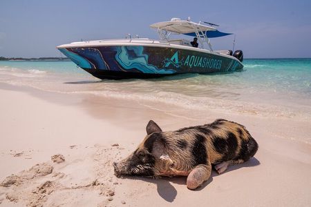  Bahamas Adventure: Pigs, Reef, Turtles, and Beach with Lunch