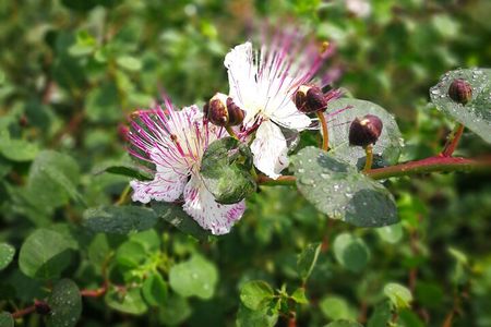Private and guided tour of Salina: Discovering the Green Island