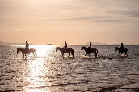 Scenic Sunset Horse Rides on the Beach in Koh Samui