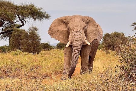 2 Days at Amboseli National park
