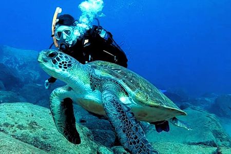 First-Time Scuba Dive – Turtle Habitat, Small Groups, Costa Adeje