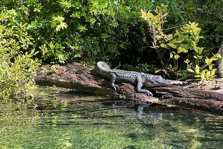 Gator Viewing Clear Kayak Springs Tour
