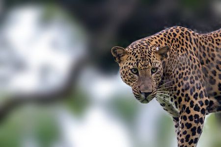 Yala Safari Day Trip from Mirissa/Weligama/Galle/Tangalle areas
