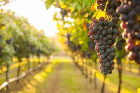 Rome Countryside Vineyards and Wine Tasting - Private Tour