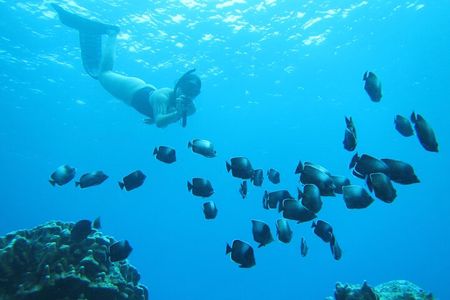 Easter Island Snorkeling on Coral Reefs