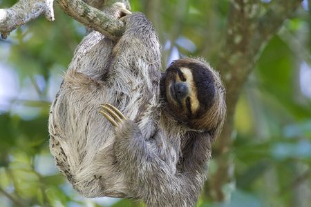 River Celeste Falls Walk Sloths Coffee and Cocoa Combo