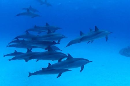 Dolphin House Sea Trip with Snorkeling Adventure - Marsa Alam