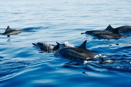 Private Full-Day: Dolphin & Monkey Jungle Adventure