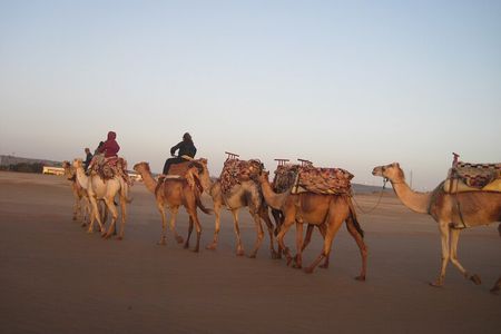 2 Hours Dromedary Ride Tour in Essaouira Morocco