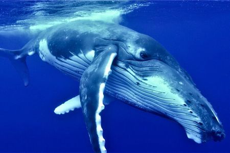 Half Day Whale Watching in a Small Shared Group