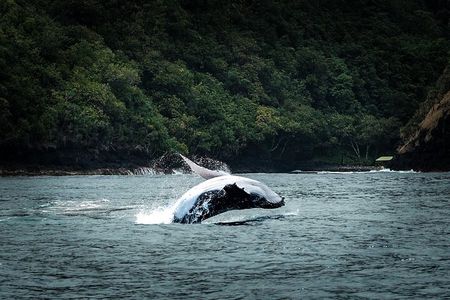 Half Day Whale Watching in a Small Shared Group