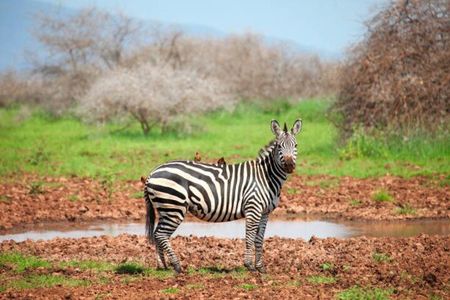 5 Days Guided Safari along Tanzania's Northern Circuit
