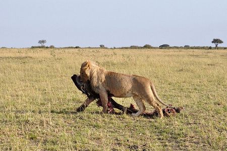 Nairobi City Excursion