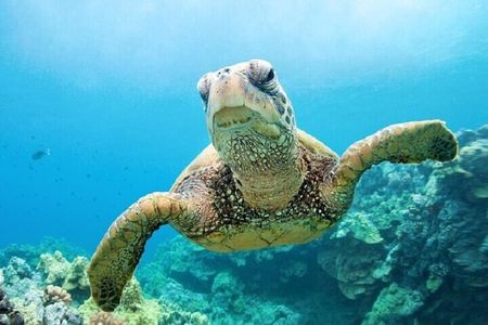 Private Abu Dabbab Snorkeling with Turtles & Transfer - Soma Bay