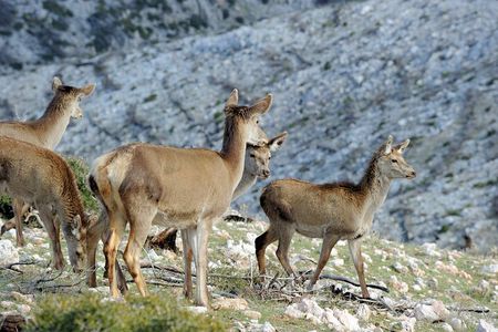 Mount Parnitha, Bafi Refuge & Lake Beletsi Half-Day Private Tour