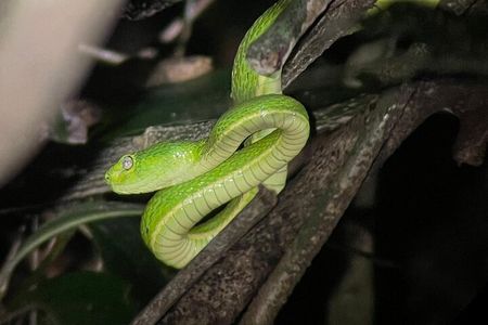 Walking Guided Tour in Monteverde Reserve