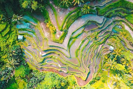 Ubud Village Sightseeing, Famous Paddy Field And Ubud Waterfall