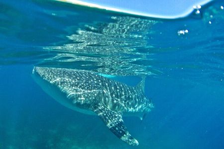 Whale Shark Snorkeling, Kawasan Falls, Sardines Run from Cebu