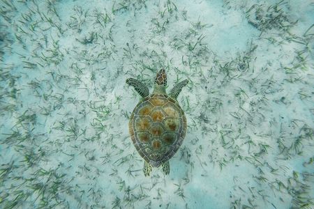 6 Hours Rose Island Tour with Snorkeling Experience and Lunch