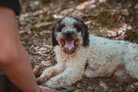Truffle Hunting Tuscany Siena