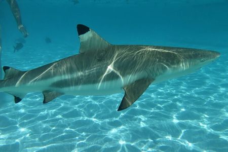 Eco Kayak Excursion in Moorea Lagoon for a Day