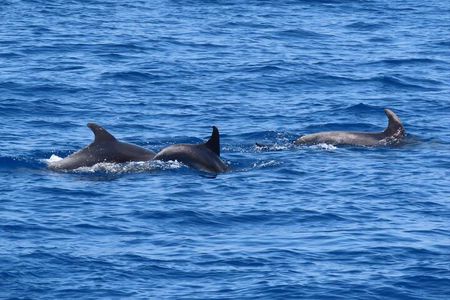 3 Island Luxury Cruise with 4 Swimming Stops with Captain Morgan