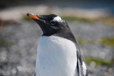 Walking with Penguins in Ushuaia Hammer Island - Terrestrial