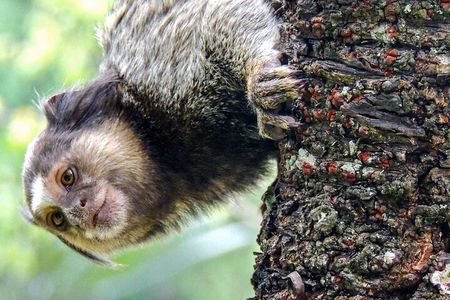 Jeep'n'Green: Rio Botanical Garden and Tijuca Rainforest Tour