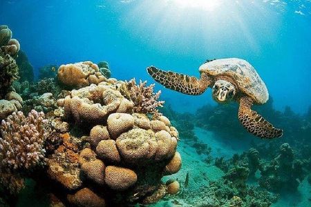 Marsa Mubarak Epic Snorkeling Adventure Lunch & More – Marsa Alam