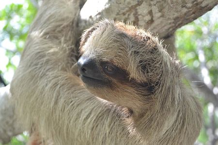 Sloth and Monkey Sanctuary Excursion in Roatan