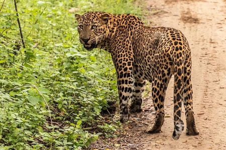 Yala Full Day Safari Tour from Hambantota Port