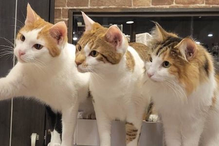 Cat Cafe & Bar Private Tour in Yanaka & Yushima