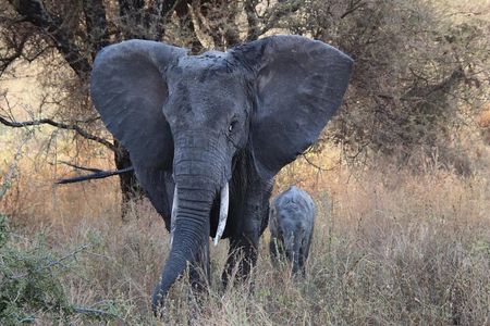 2 days private safari to the Serengeti and Ngorongoro Crater