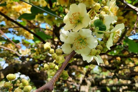 New Zealand Tauranga Tour with Transportation and Snacks