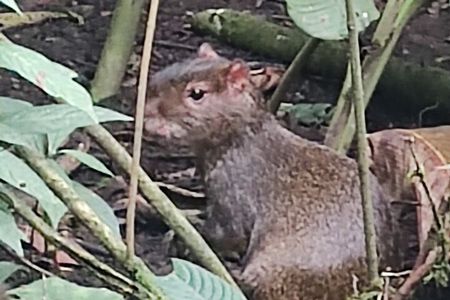 Private Hike through the Waterfalls of the Mindo Cloud Forest