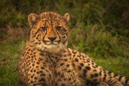 Free Roaming Cheetah Experience