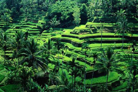 Full Day Ubud trip ATV Monkey Forest Tegalalang Rice Terrace 