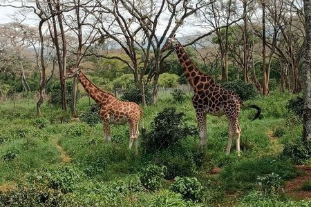 Day Tour to Karen Blixen, Giraffe Center and Bomas of Kenya