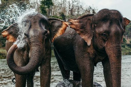 Day Tour Small Group Elephant Sanctuary and Fun Sticky Waterfall