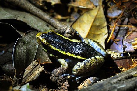 5 Days Cuyabeno Amazon Jungle with accommodation in Tucan Lodge