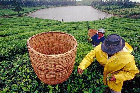 Tea Experience in the Exotic South of Mauritius Private tour.