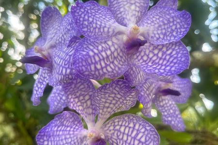 1/2 Day Puerto Vallarta Botanical Garden tour by Biologist Guide