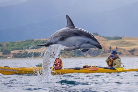 Kaikoura Kayaking Adventure Small Group Tour from Christchurch