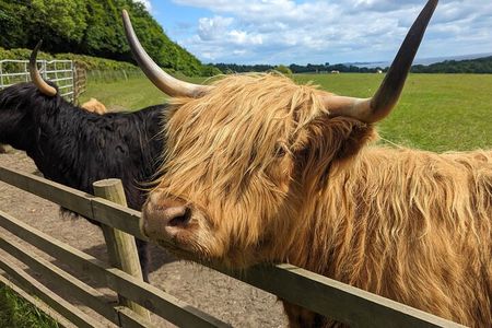 Loch Lomond, Highland Cows, Victorian Town, Kelpies Half-Day Tour