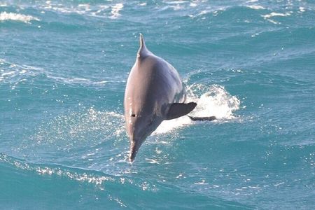  Dolphin House Snorkeling Adventure & Transfer W/Lunch–Marsa Alam
