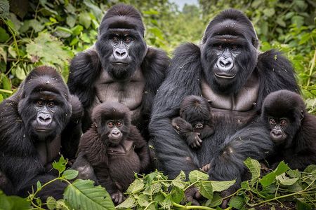 7-Day Private Uganda Gorilla Tracking Safari Tour From Entebbe